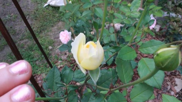 Шикарные английские розы Дэвида Остина. Первое лето смотреть онлайн