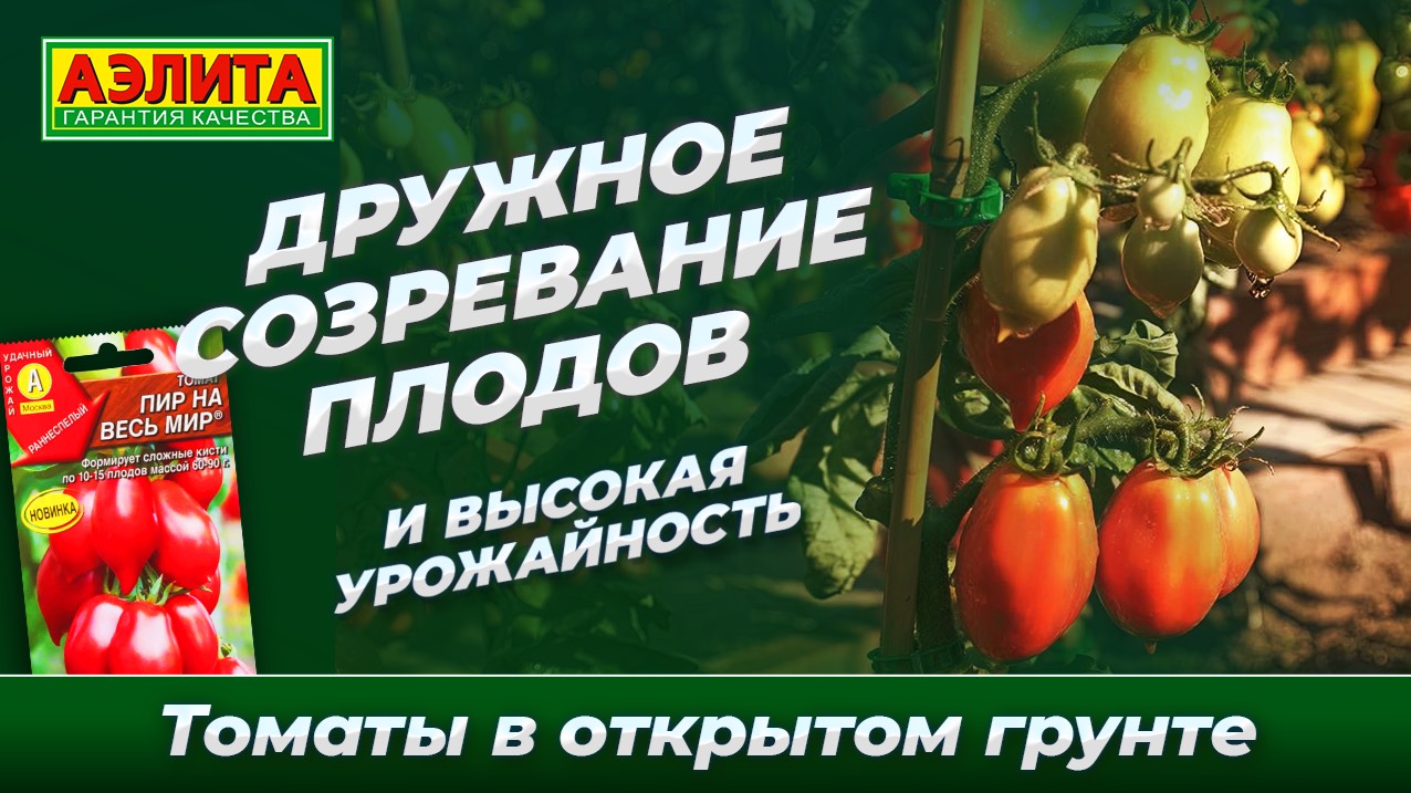Наш урожайный сорт томата ПИР НА ВЕСЬ МИР в открытом грунте! смотреть онлайн