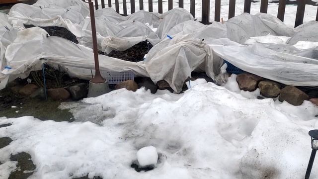 Сезон открытСпасаем розыСажаем лилии/ Сеем в теплице смотреть онлайн