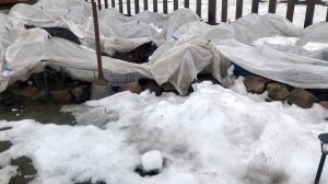 Сезон открытСпасаем розыСажаем лилии/ Сеем в теплице