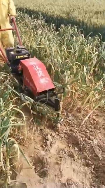 onion nikkale khat se mast jugaad #Shorts смотреть онлайн