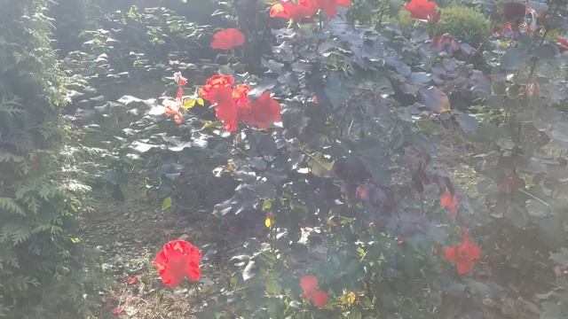 Обзор роз и гортензий на 17 сентября смотреть онлайн