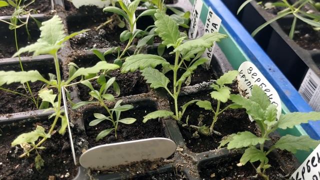 Петуния/рассада/декор из искусственных цветов смотреть онлайн