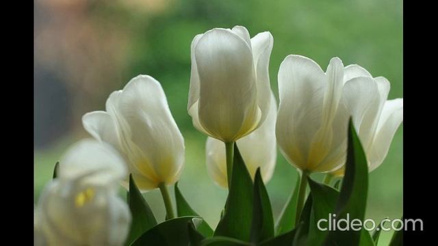 Хвала! Любовью и силой наполни жизнь мою! смотреть онлайн