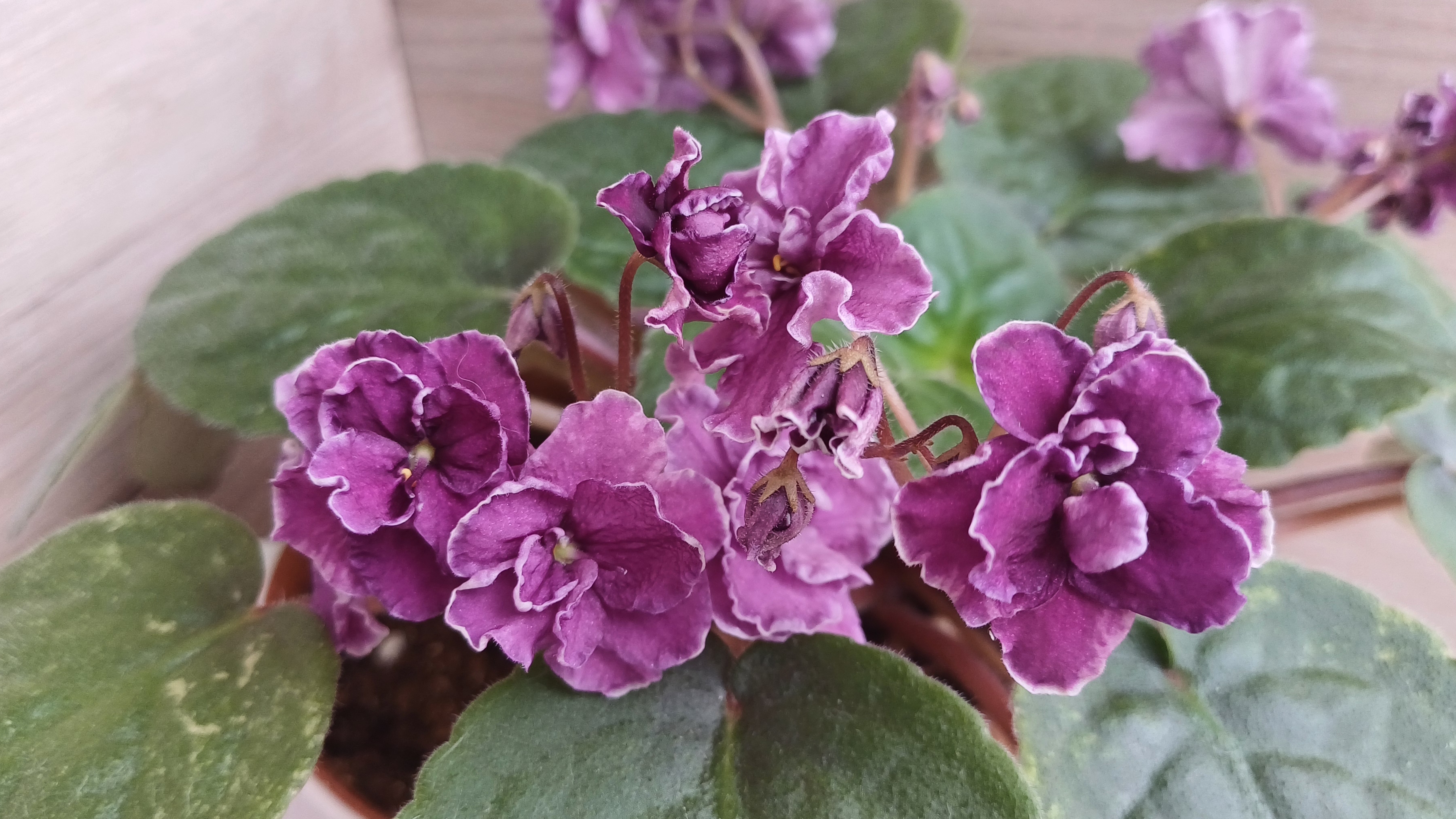 Цветение марта🌹☀️🌿 смотреть онлайн