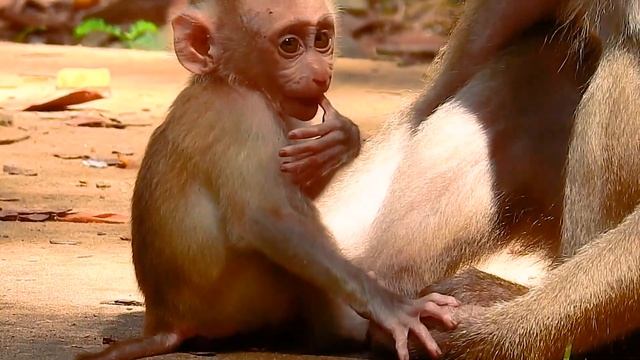 Great Baby want to playing with Mom смотреть онлайн