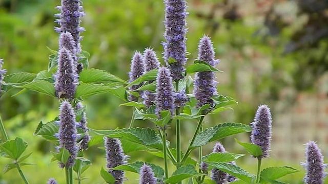 Agastache Blue Fortune смотреть онлайн