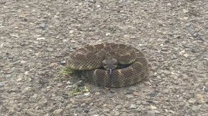 Rattlesnake Roundup ( Trap Nature 2022 ) Northern Pacific Rattlesnake den .