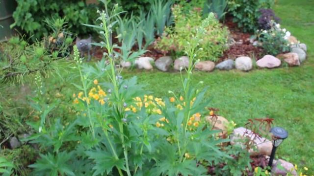 Красочный июльский сад после ливня, продолжение от 18 июля. Роза - королева летнего сада! смотреть онлайн