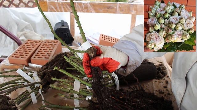 Распаковка 17 роз. Питомник ЭЛИТ смотреть онлайн