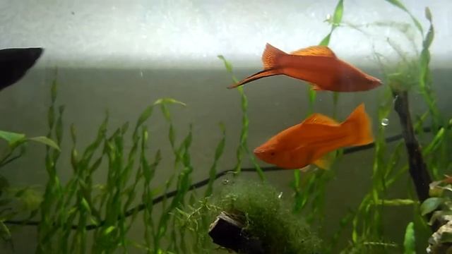 Малыши и взрослые. смотреть онлайн