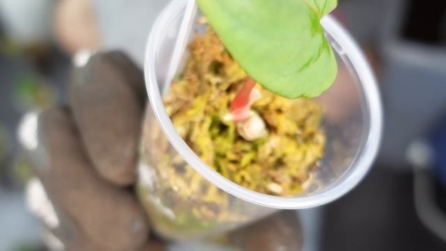 mixing up tree fern soil & anthurium plant chores смотреть онлайн