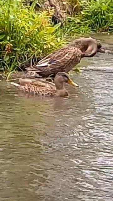 очаровательные утки смотреть онлайн