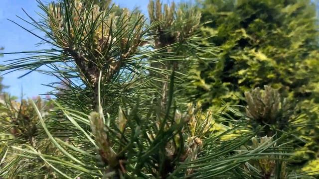 Строим шпалеру для роз. Прищипка молодых приростов у горных сосен смотреть онлайн