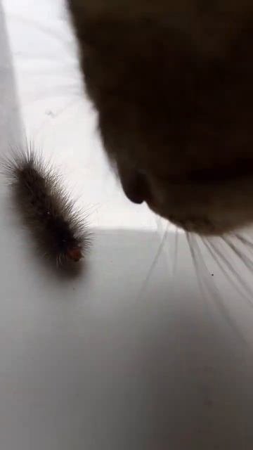 larva cute and kitten смотреть онлайн