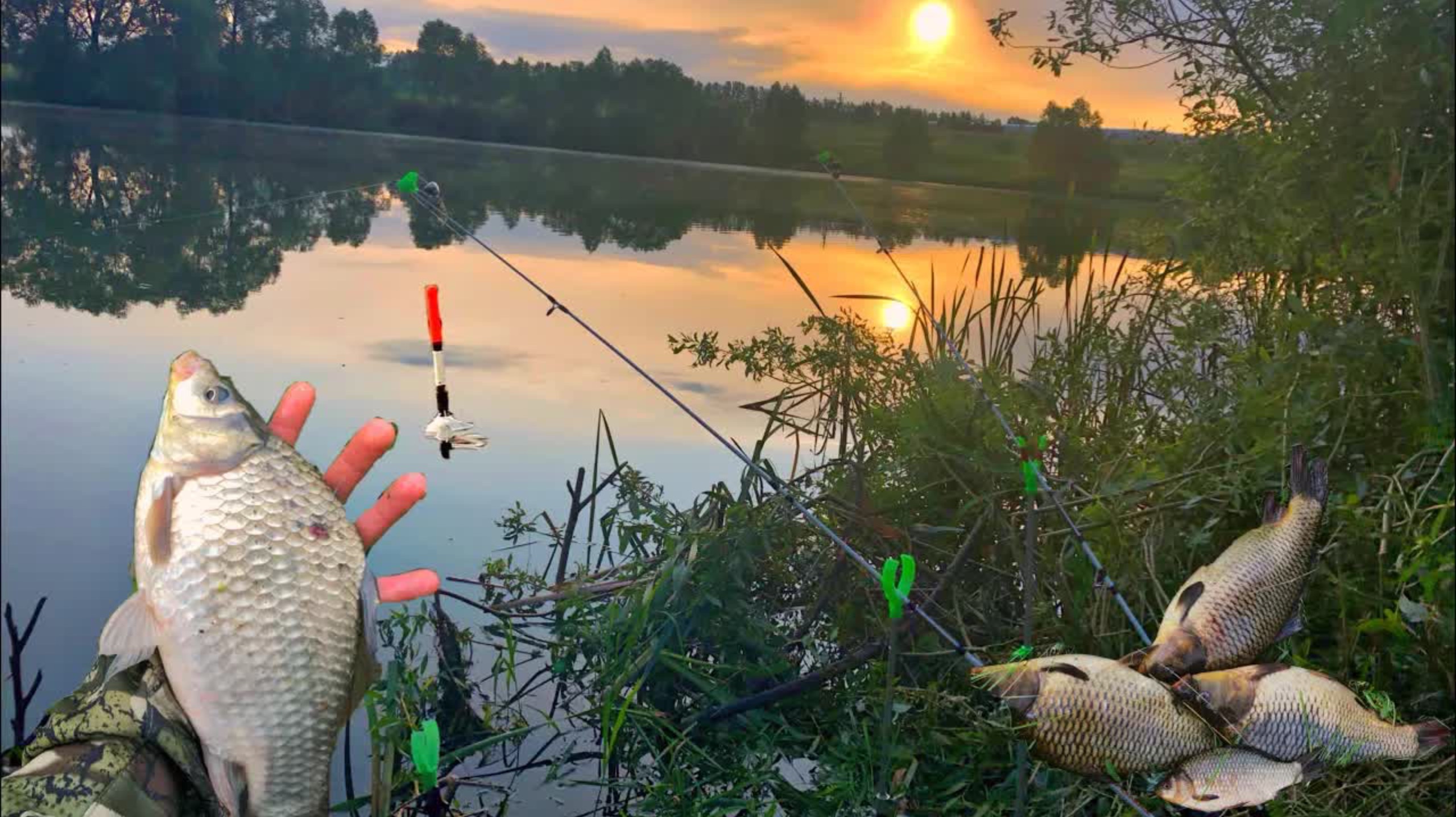 КАРАСИ ПО ПОЛКИЛО В КАМЫШАХ!!ВОДА КИПИТ ОТ РЫБЫ!!РЫБАЛКА НА ДОНКИ! смотреть онлайн