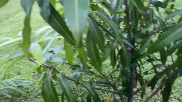 Dwarf Hawaiian Mango Tree/Update 5 смотреть онлайн