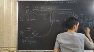 АНАТОМИЯ ЧЕРЕПНО МОЗГОВЫХ НЕРВОВ.mp4