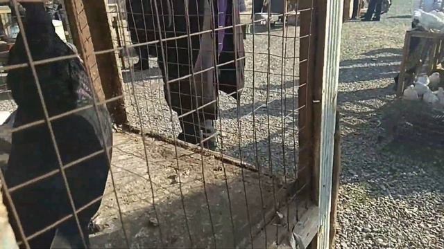 ASAKA kabutar bozor 12.02.2021 Асака кабутар бозор голуби, kabootar bazi, pigeon, pigeons,doves смотреть онлайн