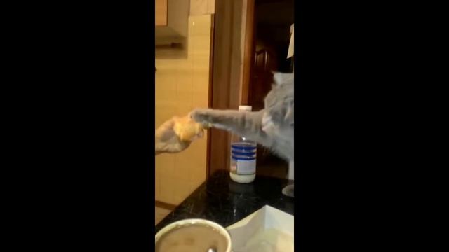 Бо и эклеры смотреть онлайн