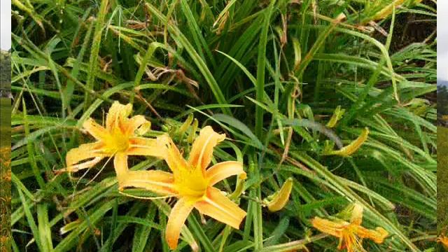 金針花 смотреть онлайн