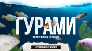 Большая подборка гурами, обитающих в природе