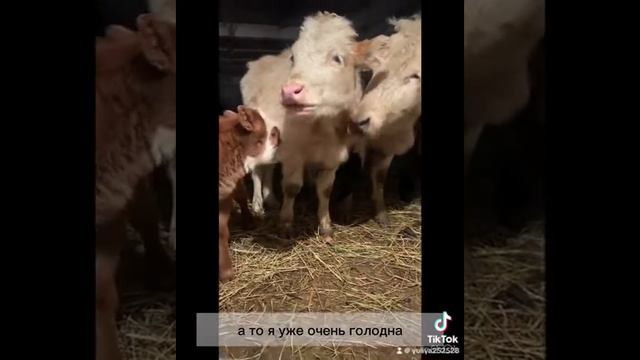 Дело было вечером 🌾#жизньвдеревне #животные #телята #молоко #трапеза #козлята смотреть онлайн