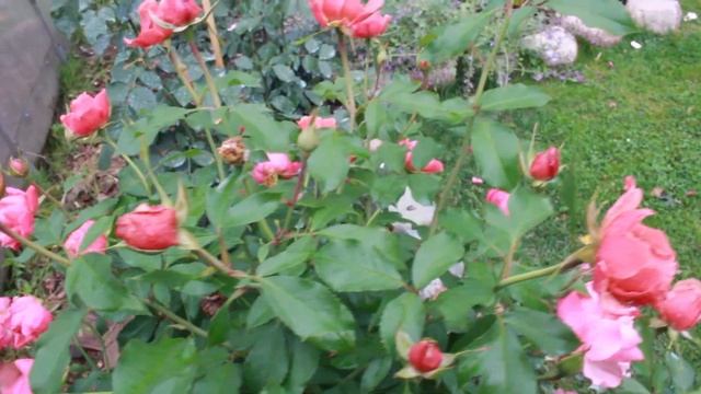 Стойкие розы холодного и дождливого сентября смотреть онлайн