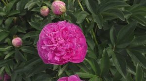 Пион Paul Bunyan