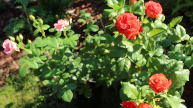 Начало цветения. Розы - первогодки, пионы в цвету. Новинки - розы в сад! смотреть онлайн