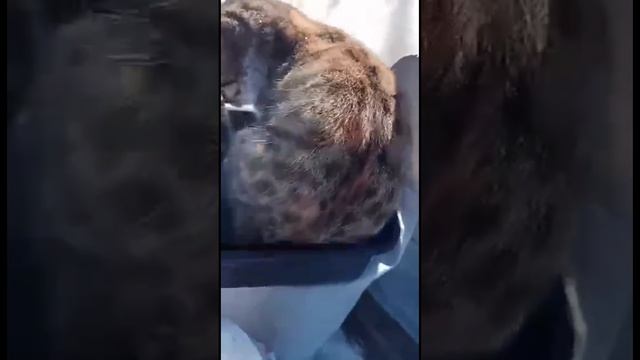Кошка усыновила мышат