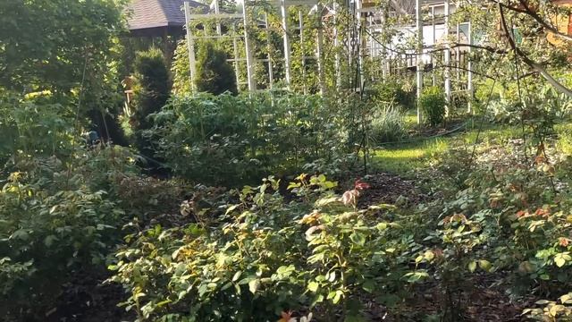 Прогулка по саду в конце мая ☀️ смотреть онлайн