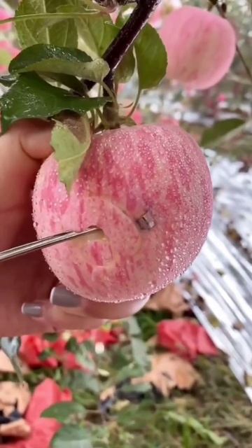 white apple black apple blue apple pink apple silver apple #shorts #trending #apple смотреть онлайн