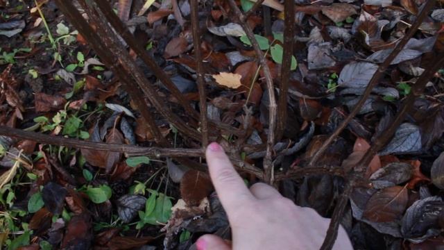 А ваши розы и гортензии уже готовы к зиме?! смотреть онлайн