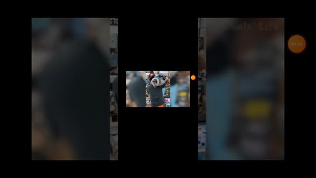 Гледам смешен клип 😂😂😂🤣🤣 смотреть онлайн