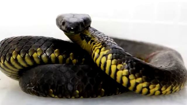 World most strangest Snakes смотреть онлайн