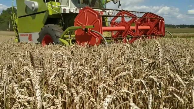 Żniwa 2020 Claas Dominator 48s| МТЗ 82 смотреть онлайн