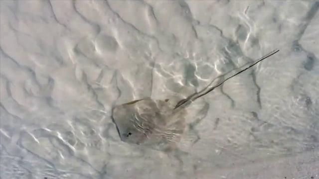 StingRay смотреть онлайн