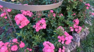 Роза мускусная Динки (Dinky)