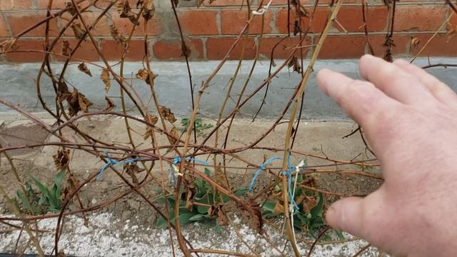 Ежевика на моем участке после зимы. смотреть онлайн