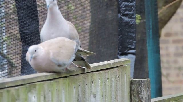 I looked out of the kitchen window and witnessed a pair of collared doves courting and then mating. смотреть онлайн