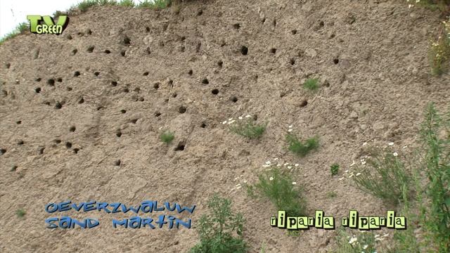 Oeverzwaluw - Riparia riparia - Sand Martin #03 смотреть онлайн