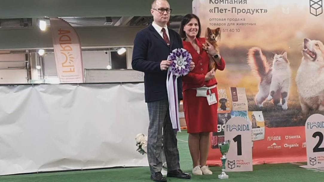 29.03.2025, СПб. Клуб "Северная Пальмира" (РКФ, РФСС). Моно РУССКИЙ ТОЙ ТЕРЬЕР" смотреть онлайн