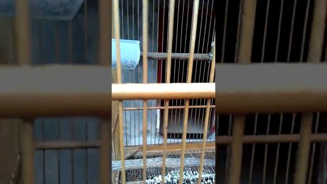 Pentet bajak laut mr.vx смотреть онлайн