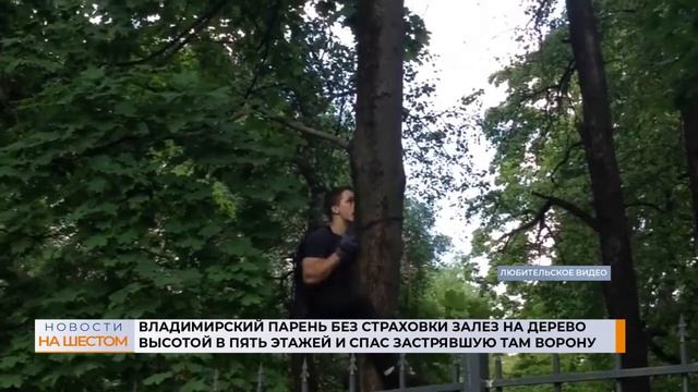 Владимирский парень без страховки залез на дерево высотой в пять этажей и спас застрявшую там ворон смотреть онлайн