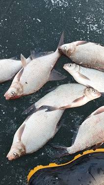 Таватуй 01.04.2025