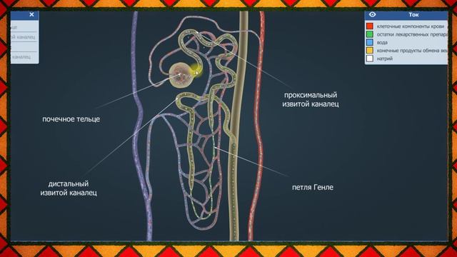 Образование мочи простыми словами. Программа 8 класса. Анатомия человека смотреть онлайн