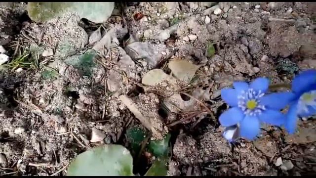 Весна в лесу_Подснежники_Кошки дома смотреть онлайн