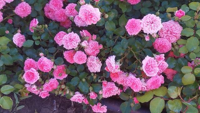 Роза Четыре Сезона Les Quatre Saisons