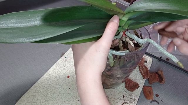 Первая пересадка в этом году💮 смотреть онлайн